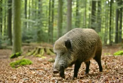 Un chasseur blessé par un sanglier, trois chiens tués