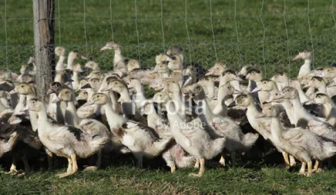 AnimaLibre 66 se mobilise pendant les fêtes