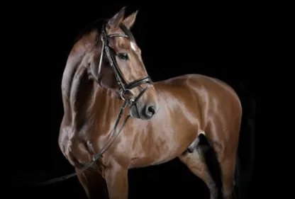 Retour au galop pour le salon du cheval à Albi