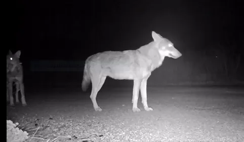 Tarn : le loup a élu domicile dans la vallée du Thoré