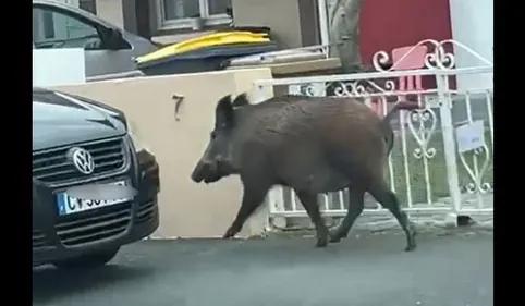 VIDEO. Quand un sanglier déambule dans une rue d'Albi 