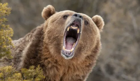 Les effarouchements d'ours autorisés dans les Pyrénées