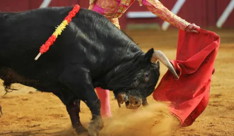 Carcassonne : Un anti-corrida chargé...par un taureau. 