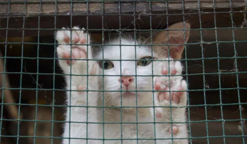 Lavaur: un tueur de chat pris en flagrant délit