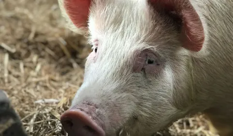 80 porcs contaminés par la maladie d’Aujeszky près de Toulouse