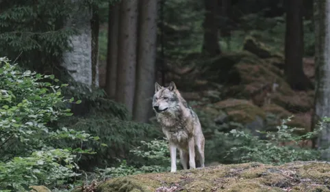  Le loup est bel et bien présent à la limite du Tarn et l'Hérault