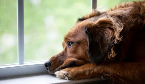 Les animaux ont-ils du chagrin ? Une éthologue toulousaine nous...