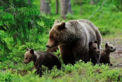 La grogne des anti-ours avant le départ aux Estives 