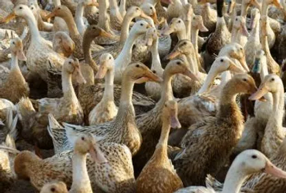 Grippe aviaire : report des échéances fiscales pour la filière...