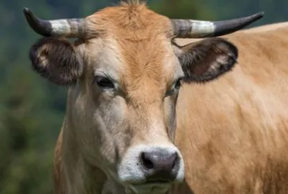 Barèges : Une femme encornée par une vache