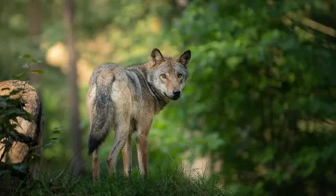 Tarn. Face au loup, éleveurs et élus demandent à l'État "de prendre...