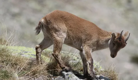 Le Conseil départemental soutient la réintroduction des bouquetins 