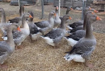 Grippe aviaire : la Confédération paysanne manifeste à Toulouse 