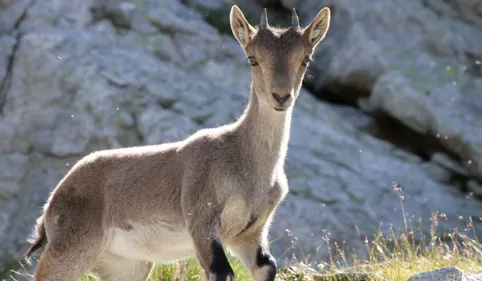 1967 – 2017 : le Parc national des Pyrénées a 50 ans