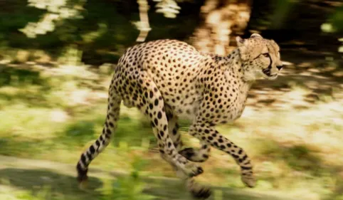 Voir un guépard en plein sprint près de Toulouse, c’est possible