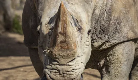 Près de Toulouse, Buldo le Rhinocéros blanc d'African Safari a...