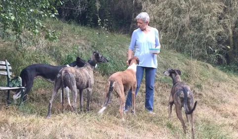 Lacaze : Une cinquantaine de lévriers sauvés par l'association...