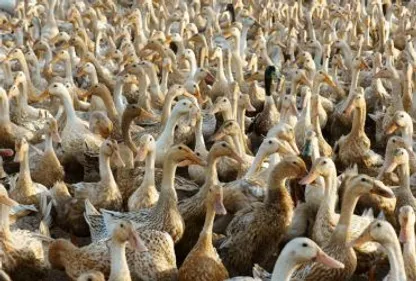  Grippe aviaire: les élevages vidés à partir de lundi dans 18...