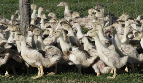 Grippe aviaire: nouvelle extension des zones d'abattage préventif