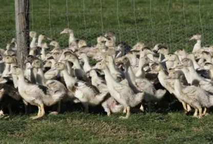 Le nouveau cas de H5N8 en Bigorre viendrait du Tarn