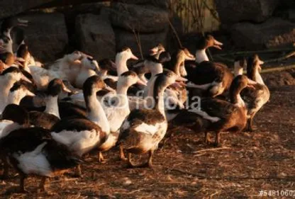 Un cas de grippe aviaire dans le Béarn 