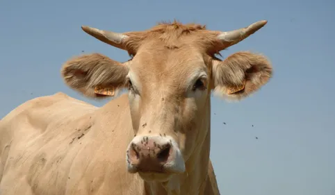 Une vache de 600 kilos sauvée par les pompiers tarnais