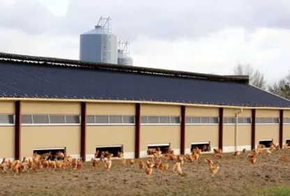 Feu dans l'exploitation avicole : 1500 poussins périssent 