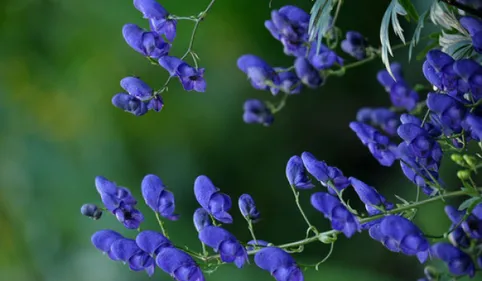 Un homme meurt après avoir mangé une plante toxique.