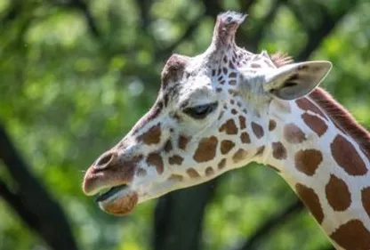 Polémique à Montredon : le patron du zoo de mauvais poil 