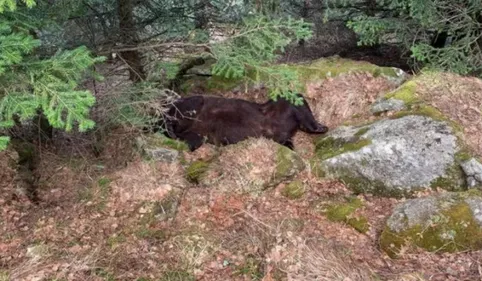 L'enquête sur la mort de l'ours Cachou a permis de démanteler un...