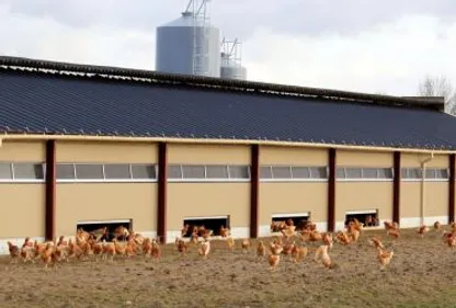 Grippe aviaire : 85 cas recensés dans les élevages