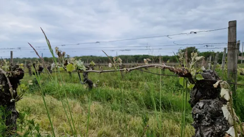 Après le gel en Haute-Garonne, les viticulteurs déplorent les dégâts