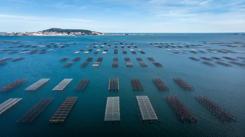 Etang de Thau : ré autorisation de la récolte et commercialisation...