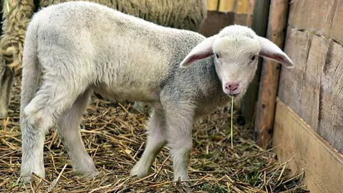 Tarn: 3 000 agneaux périssent à cause de la foudre à...