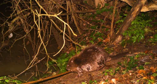 Le castor prend ses aises en Tarn-et-Garonne