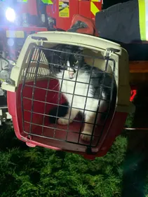 Un chat tombé dans un puit, sauvé par les pompiers de Montgiscard