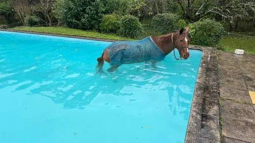 Les pompiers volent au secours d'un cheval dans une piscine près de...