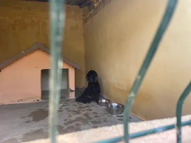 Pyrénées-Orientales : Abandons de chiens, les refuges sont saturés 