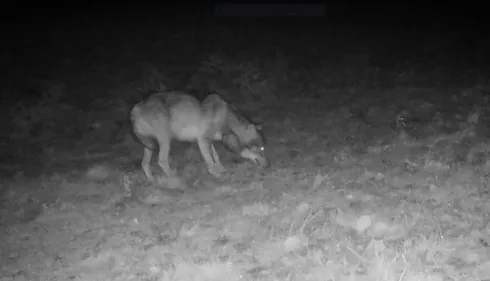 Un 4e loup a élu domicile dans le Tarn 