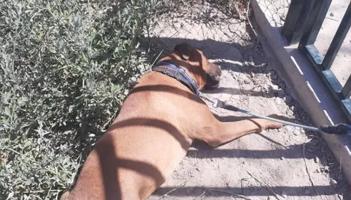 Elle avait abandonné sa chienne en pleine canicule : prison avec...