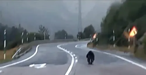 INSOLITE. Un ours filmé en pleine course sur une route des Pyrénées