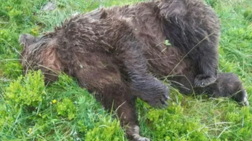  Ariège:  un chasseur de 81 ans jugé à Foix pour avoir tué une...