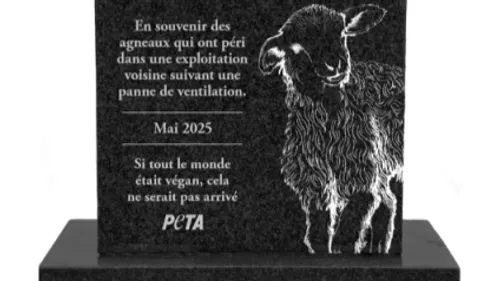 Tarn: l'association de défense des droits des animaux PETA réclame...