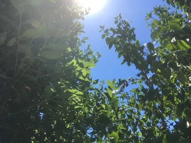 Des températures qui s'affolent: alerte canicule orange en...