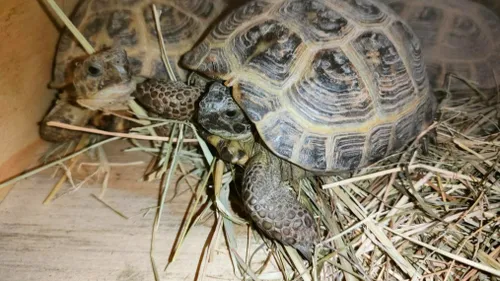 Pyrénées-Orientales. Une centaine de tortues sauvées par les douanes