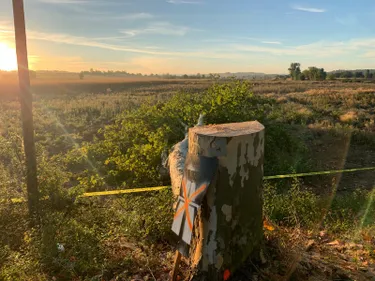A69. Vendine : les arbres symboles de la lutte, abattus peu après...