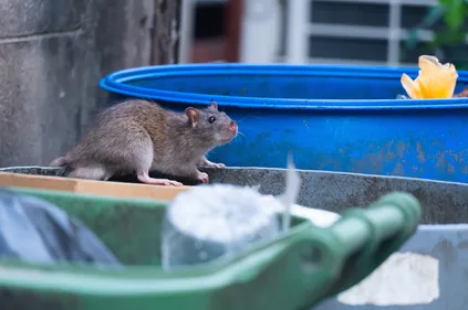 Autour de Cazères. Rats, asticots, containers inaccessibles pour...