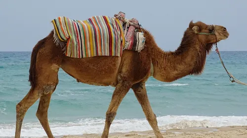 Les déchets sur les plages héraultaises récoltés par... des...