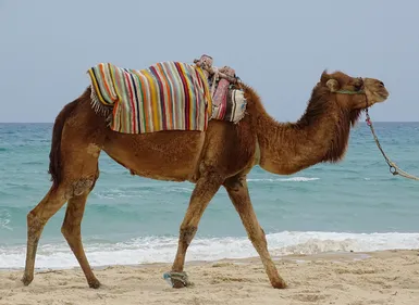 Les déchets sur les plages héraultaises récoltés par... des...