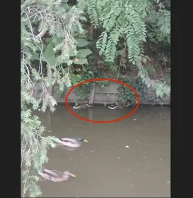 Toulouse. Pourquoi cette hécatombe chez les canards du Jardin des...